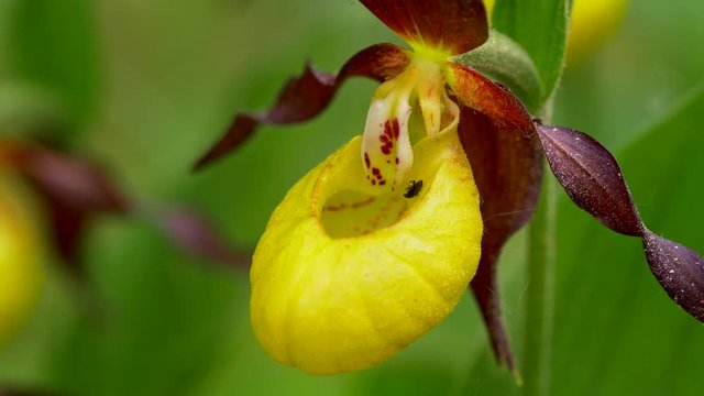 Как выглядит башмачок настоящий "Lady Slipper Orchid" Видеоматериалы: просматривайте 159 стоковое видео в формат