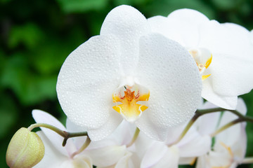 White orchid with drops
