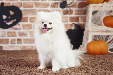 Front view of happy pomeranian in halloween time