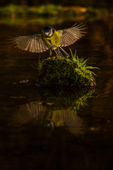 Blue tit (Cyanites caeruleus) flying, reflection
