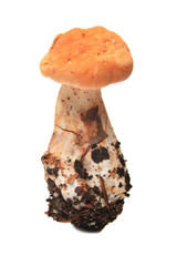 Hydnum repandum mushroom