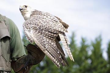 Falconer showing a falcon saker (Falco cherrug)