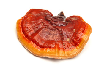 Lingzhi mushroom, ganoderma lucidum