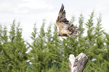 Captive black kite (milvus migrans) in flight