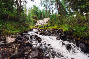 Fast water stream in wild mountain creek in terrain of Shavlinsky Lakes in Altai. Green forest landscape. Rich vegetation and big stone near brook.