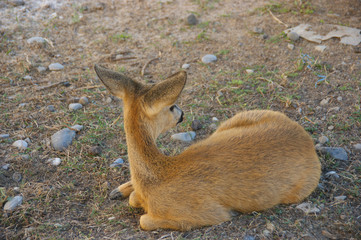 fawn deer. little fawn deer lies on the grass