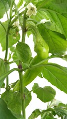 Green bell pepper growing on the branch