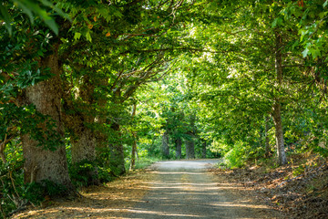 Fototapeta na wymiar Road surrounded with chestnut trees and sun beams
