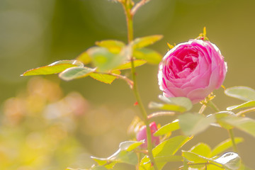 Rose pink, im Licht