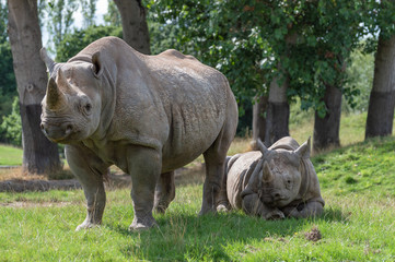 Two black rhinoceros in captivity one of them being a juvenile rhino.