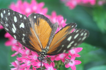 exotischer Schmetterling