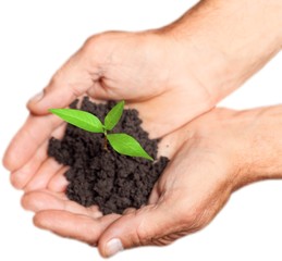 Hands Holding a Young Plant