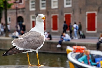 Seagull
