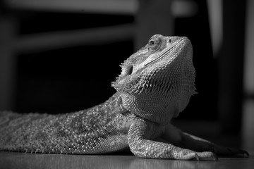 Pet Bearded Dragon Sunbathing