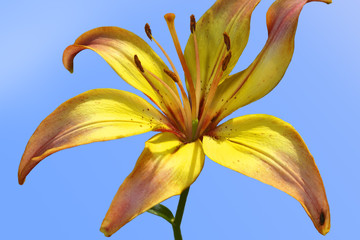 Lily like sea-star