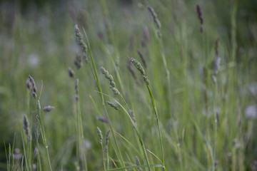 grass