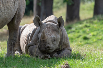 A young black rhinoceros in captivity. © Rob Thorley