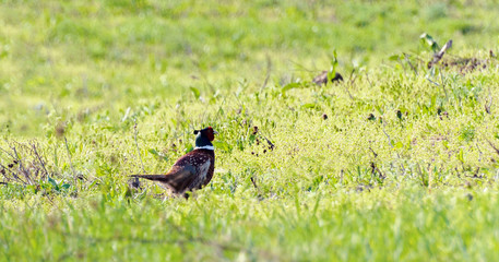 Pheasant in the field