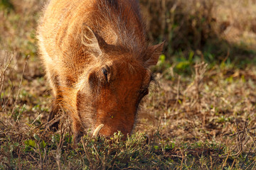 Warthog standing and digging in the ground