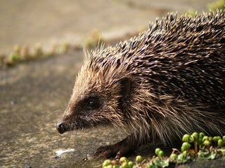 hedgehog