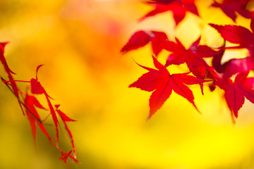 もみじ　黄色背景