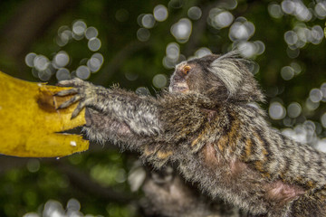 Brazilian monkeys in the open air