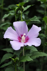 ピンクの花　ムクゲ