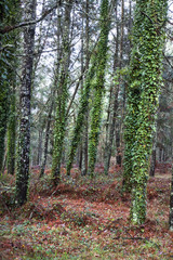 Fototapeta premium BOSQUE VERDE