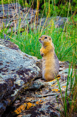 A small gopher stands on a rock and looks into the distance.