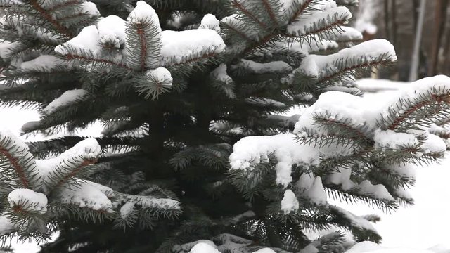 Snow-covered tree, snow lies on the branches of a tree, Christmas trees in the snow