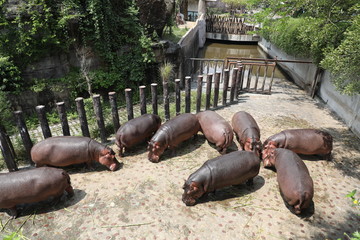 Taipei zoo hippo