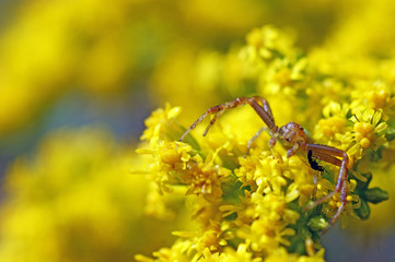 red and green Crab spider on yellow flowers