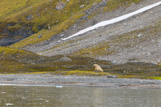 Male polar bear on Svalbard