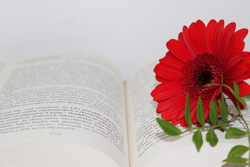 flower with book