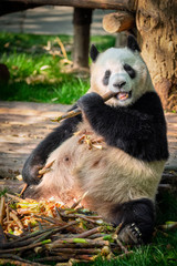 Giant panda bear in China