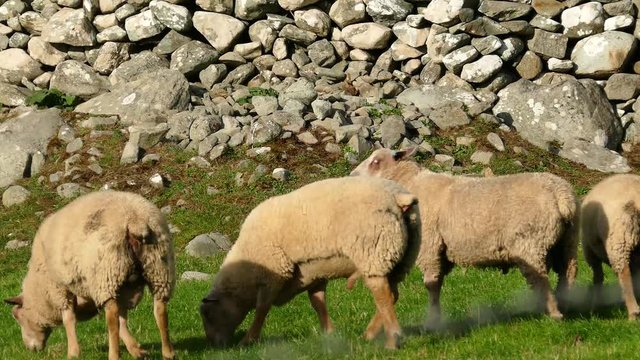 Sheep foraging and chilling in a field at sunset. Filmed in the Barmouth, Llanaber and Gwynedd area in North Wales.