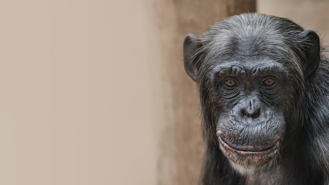 Portrait of funny Chimpanzee with a smugly smile, at smooth background