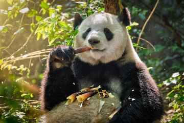 Giant panda bear in China