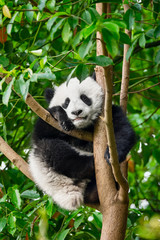 Giant panda bear in China © Dmitry Rukhlenko