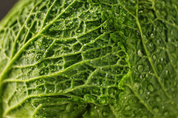 Fresh cabbage with water drops, closeup