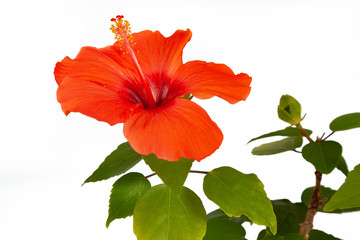 Blühtentraum © Fotostudio Gerth