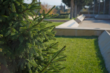 Pine tree closeup . Pine branch shot in natural forest. Small pince branch shot in countryside...