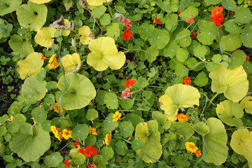 Colourful Nasturtium flowers from above