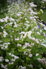 Honey Bee on a white Buckwheat flower