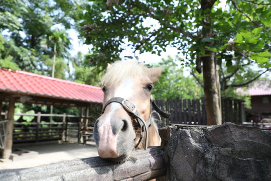 Taipei Zoo Blond Horse