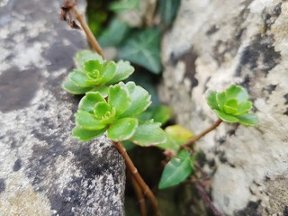 Green plant between stones