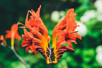 flower nature yellow flowers spring blossom plant green