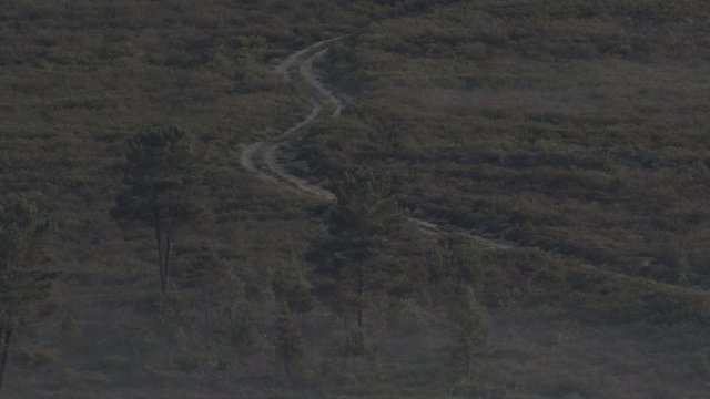 Wild wolfs pack walking, long distance shot in 4k
