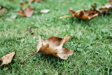 dry leaves on the green grass