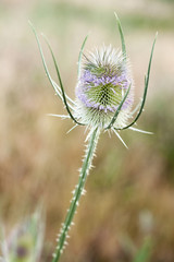 FLOR CARDO